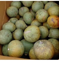 Bael fruit (Bilwa or Stone Apple)